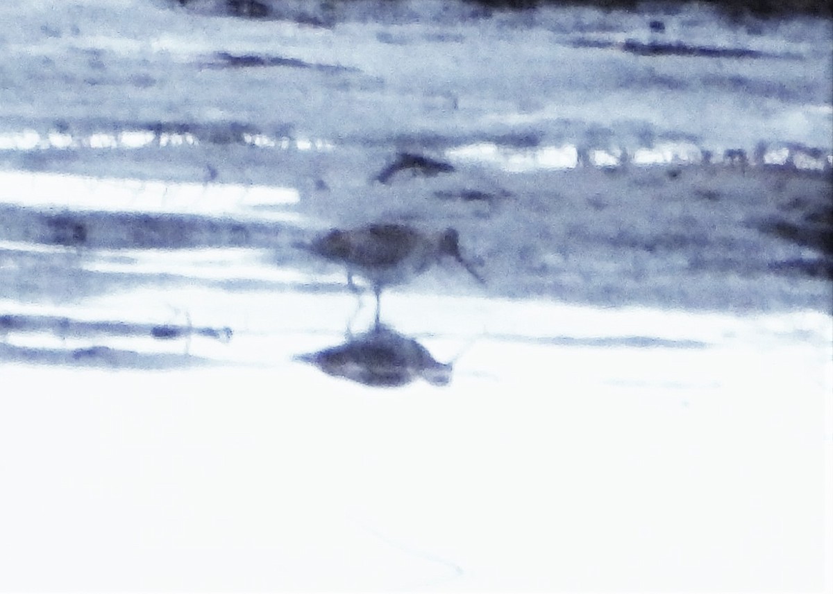 Bar-tailed Godwit - ML585798861