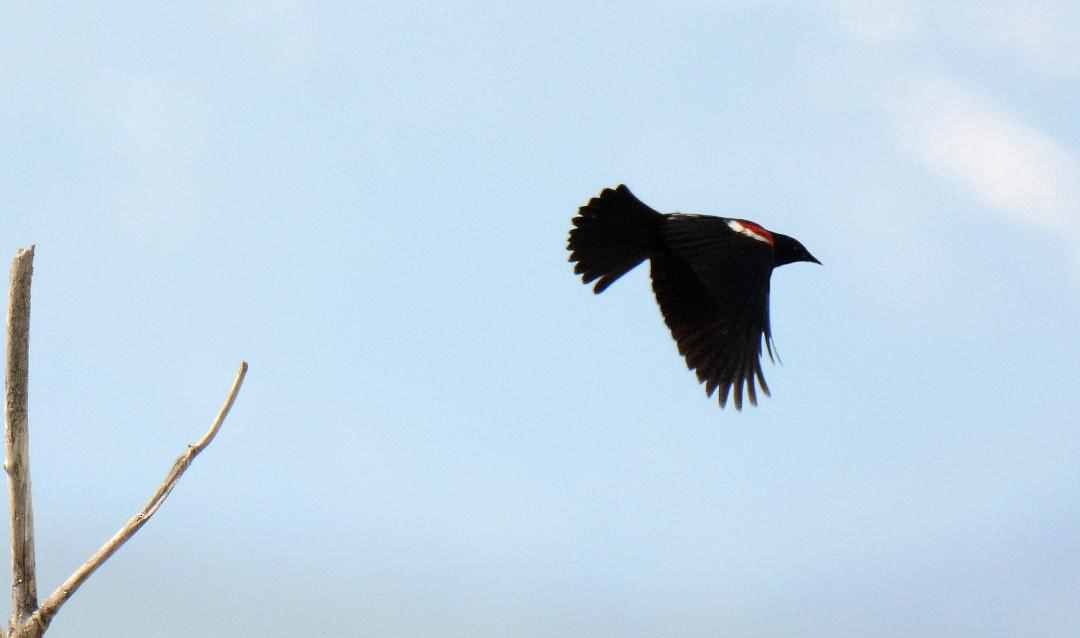 Tricolored Blackbird - ML585799111