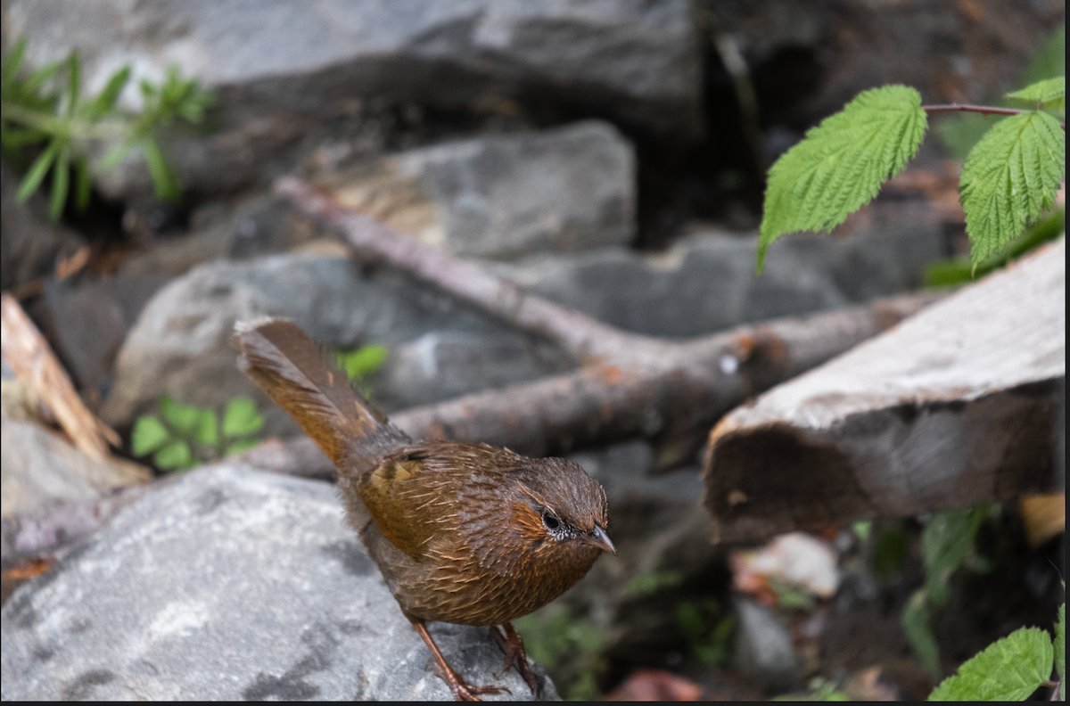 Streaked Laughingthrush - ML585799441