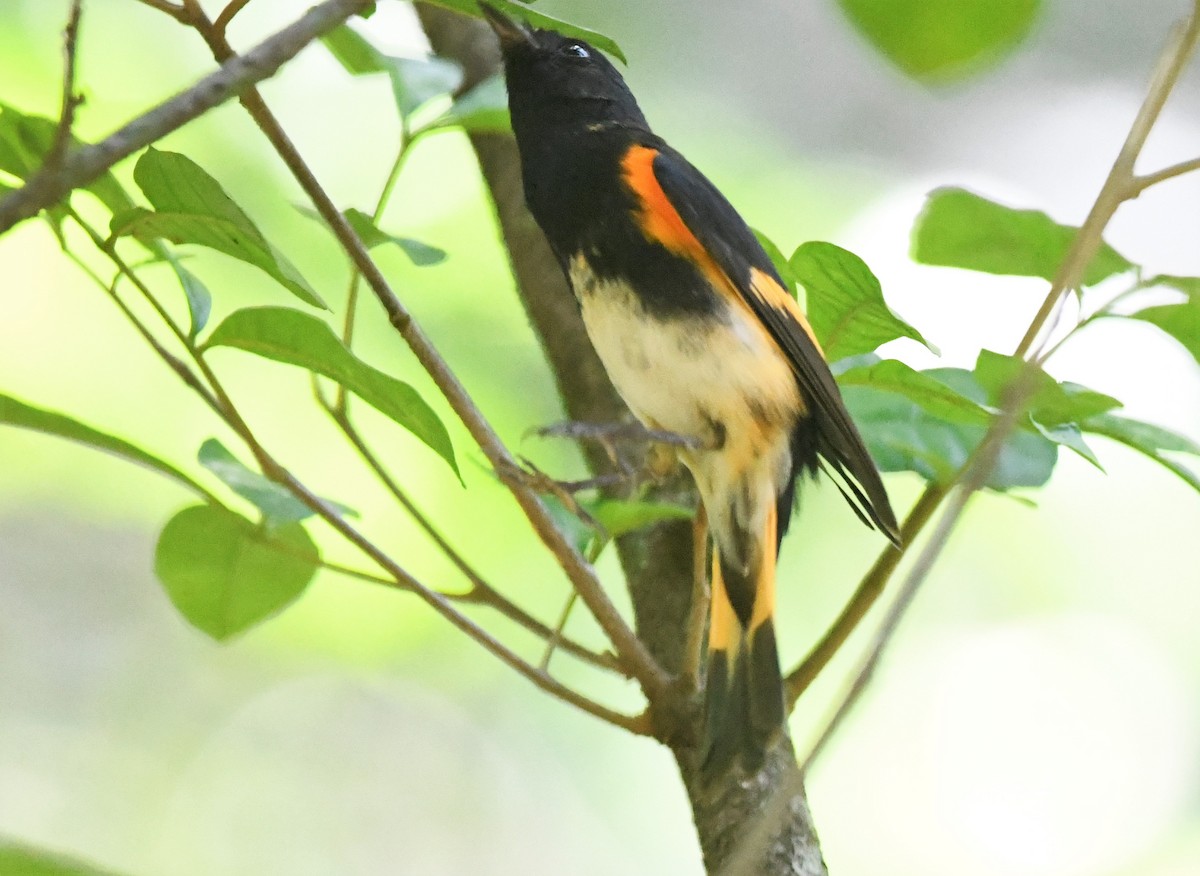 American Redstart - Zachary Peterson