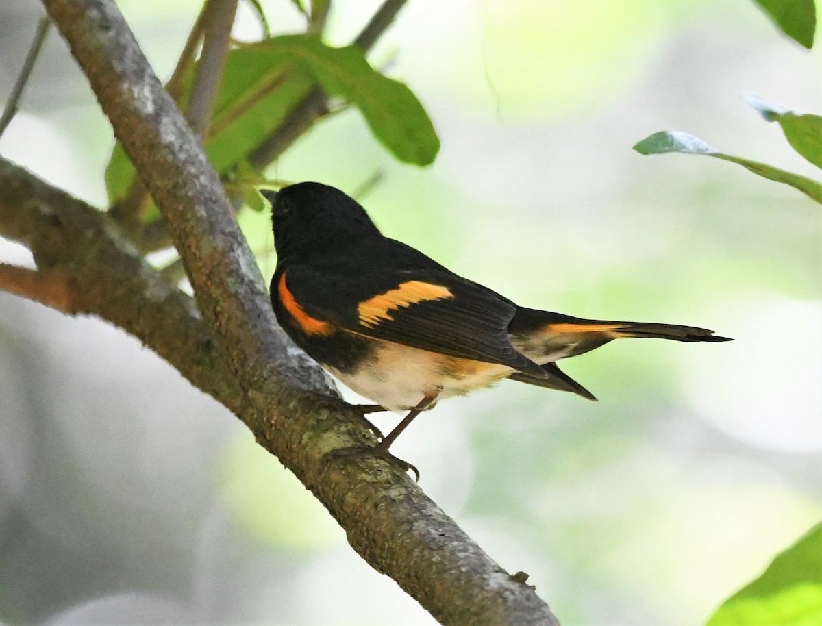 American Redstart - ML585799681