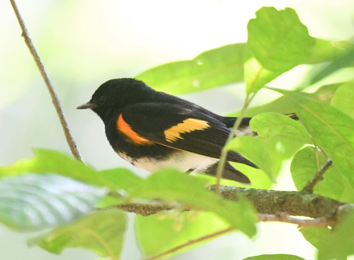 American Redstart - ML585799701