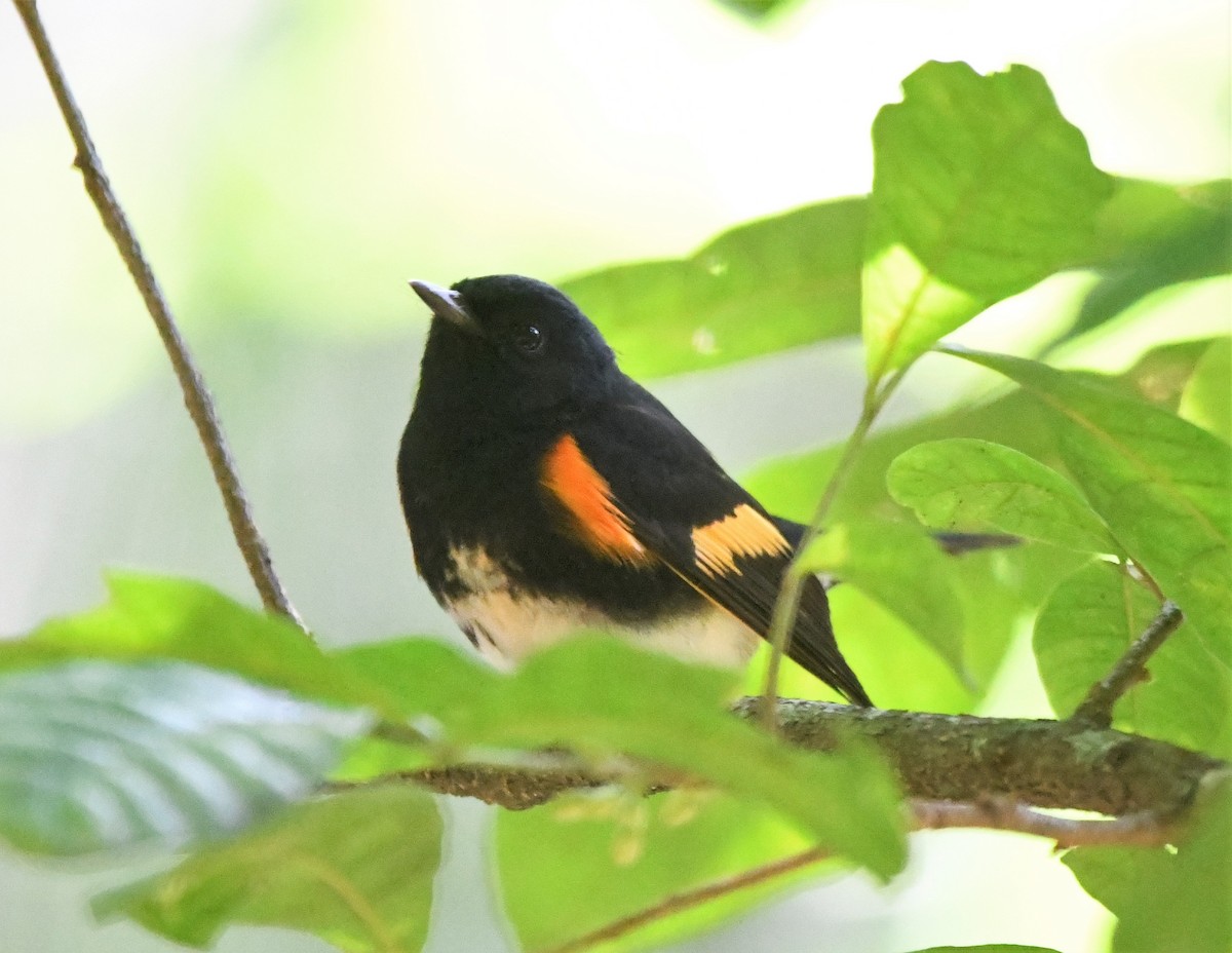 American Redstart - ML585799721