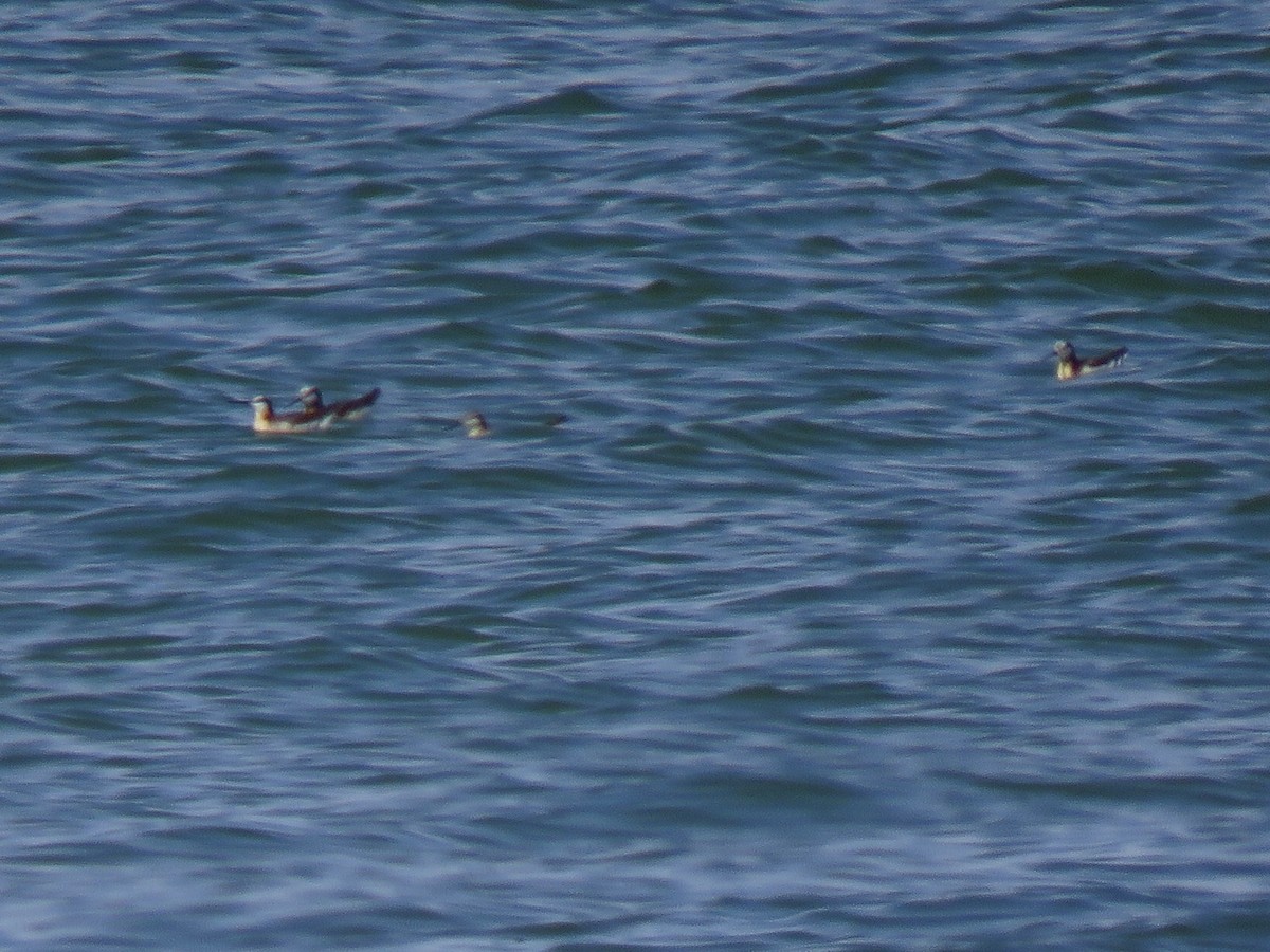 Wilson's Phalarope - ML585799831