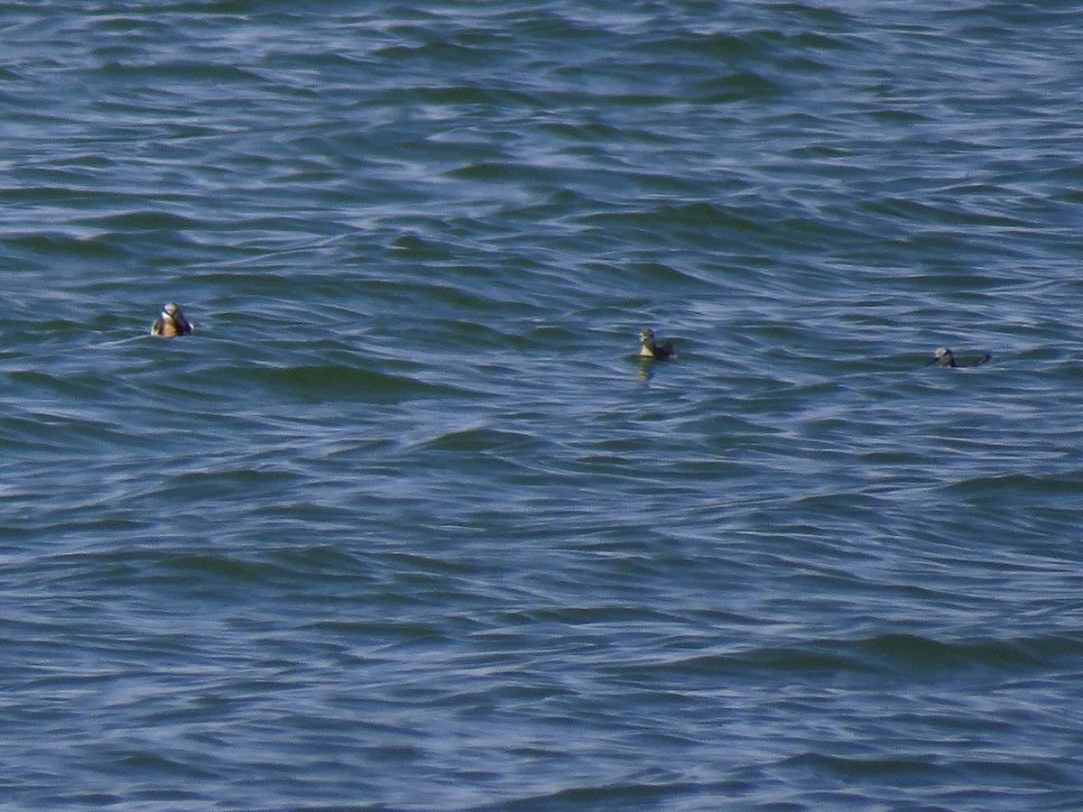 Wilson's Phalarope - ML585799841