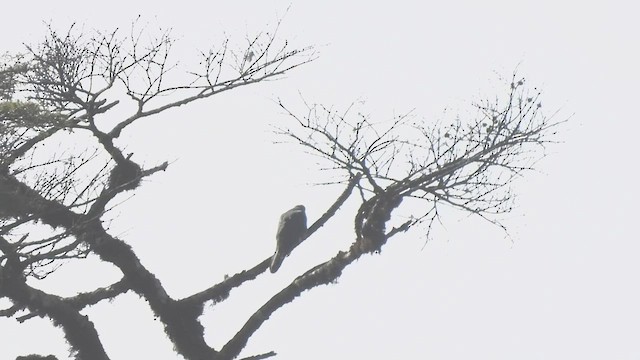 Himalayan Cuckoo - ML585801131