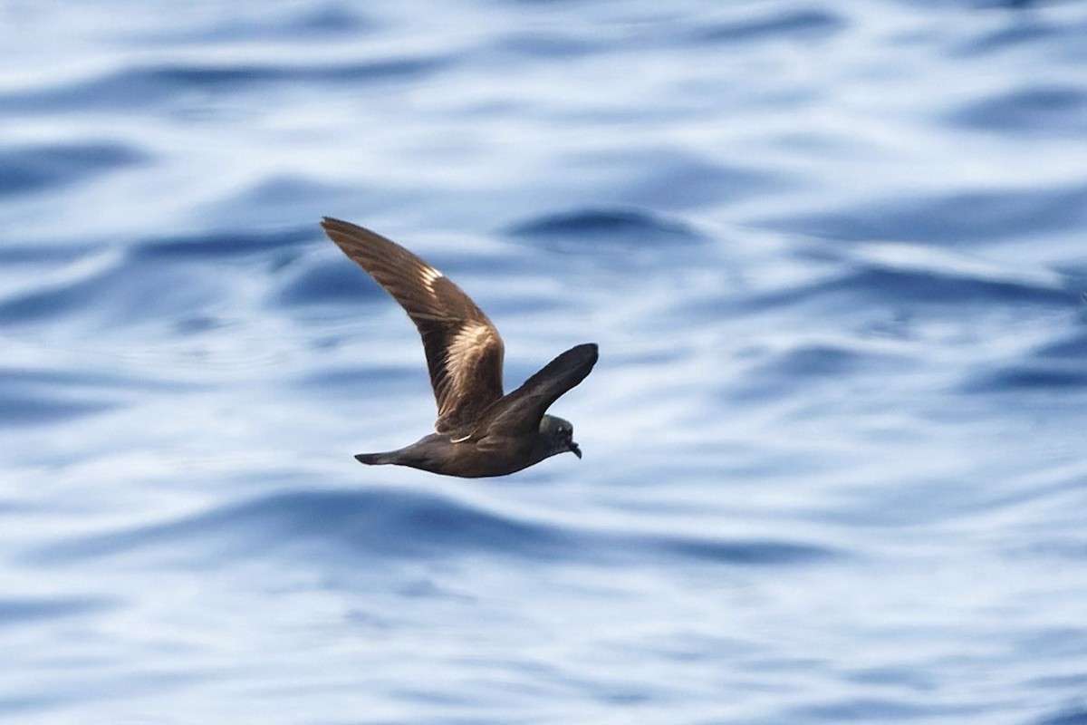 Swinhoe's Storm-Petrel - Simon Lloyd