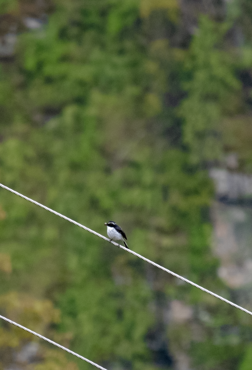 Gray Bushchat - ML585801281