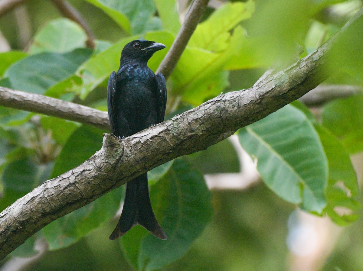 Crow-billed Drongo - Siddhanta Kumar Mohanta