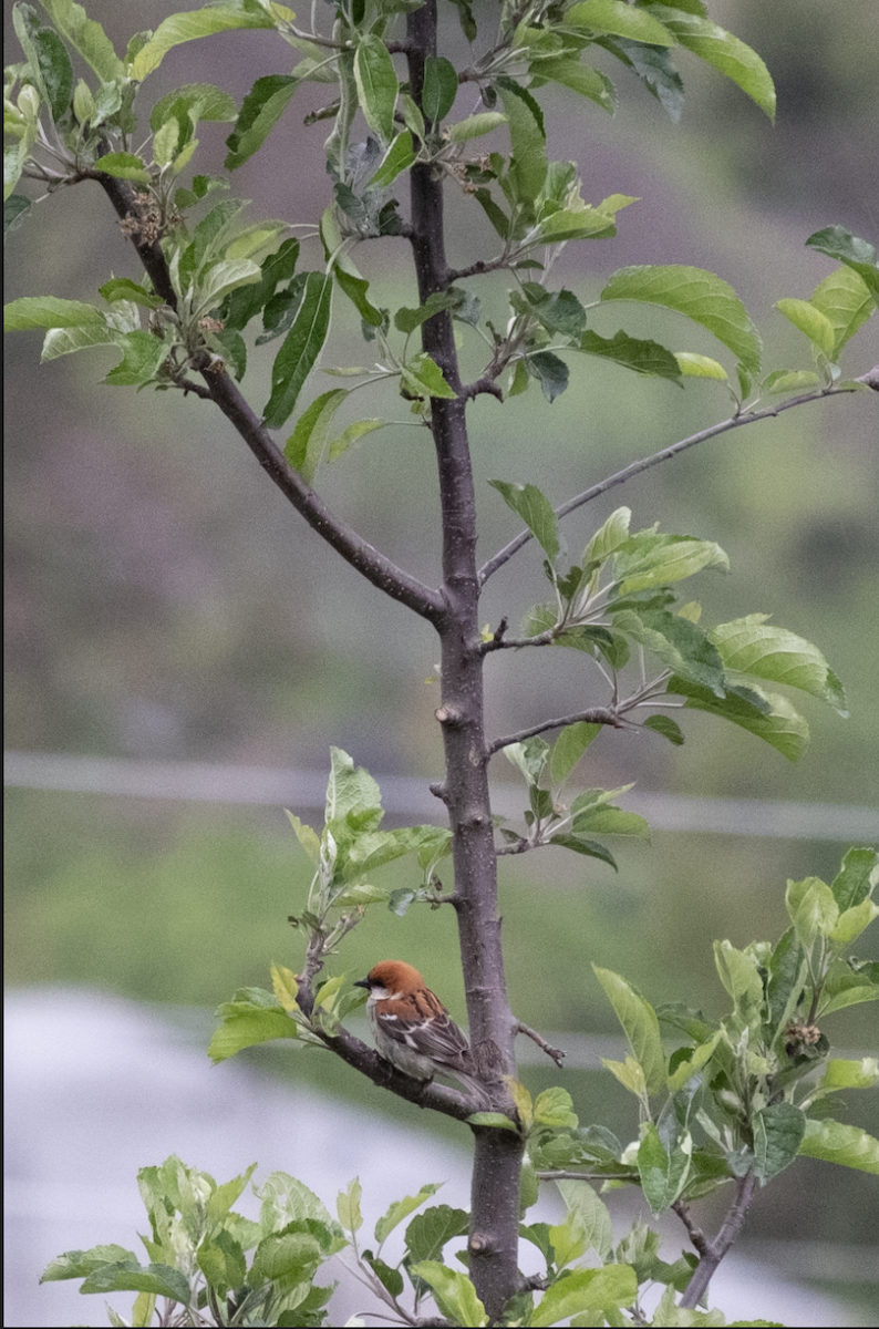 Russet Sparrow - ML585801531