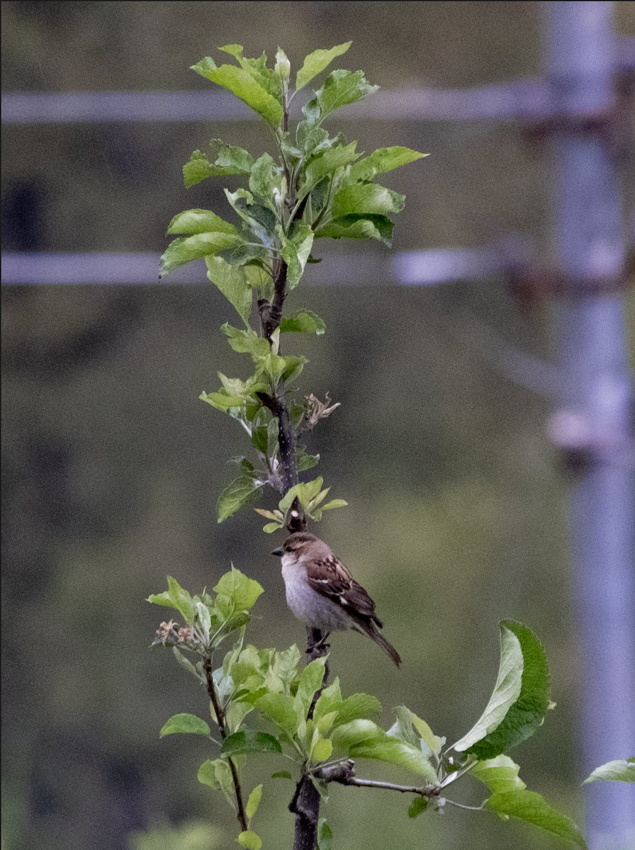 Russet Sparrow - ML585801541