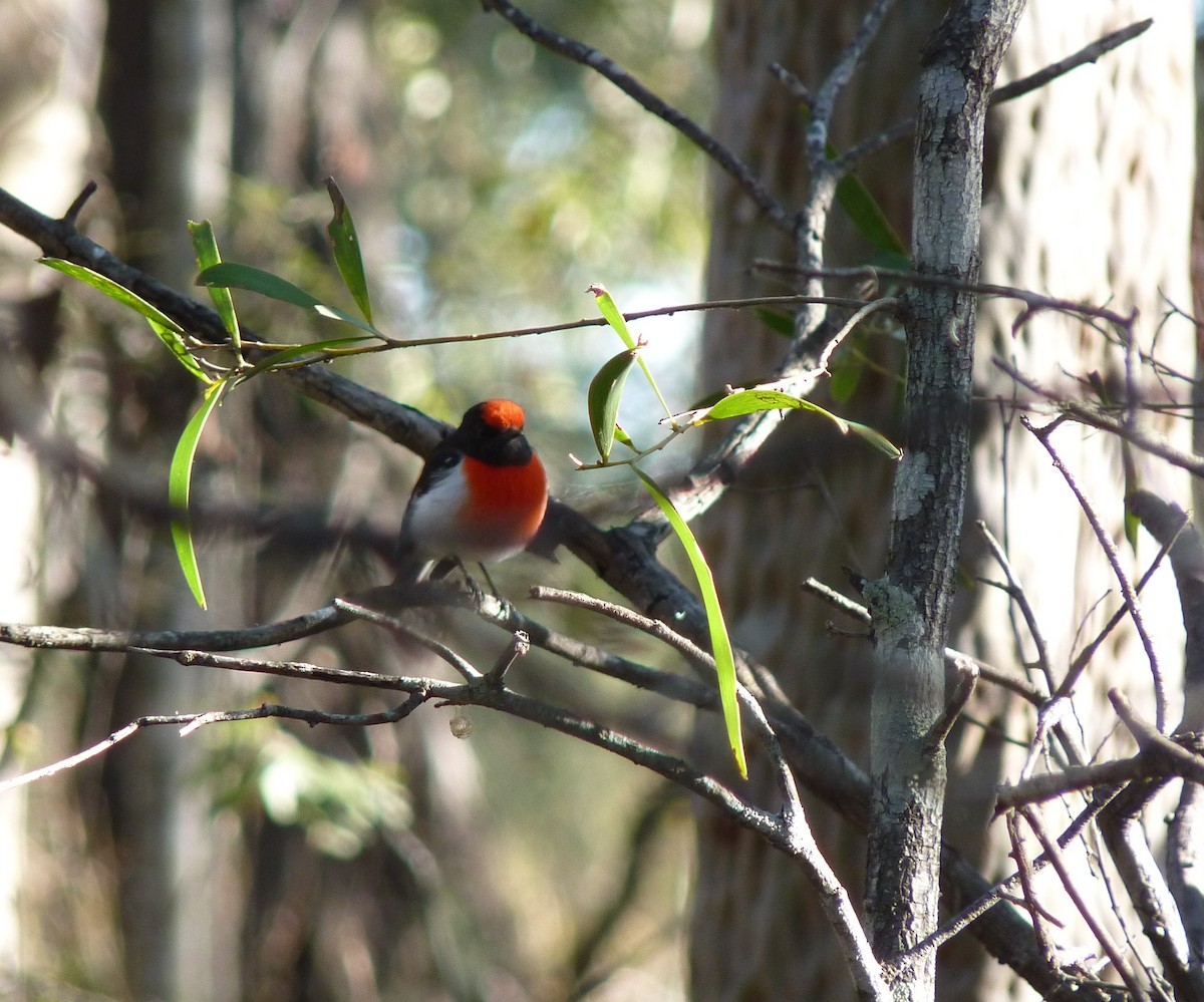 Red-capped Robin - Brett Parsons