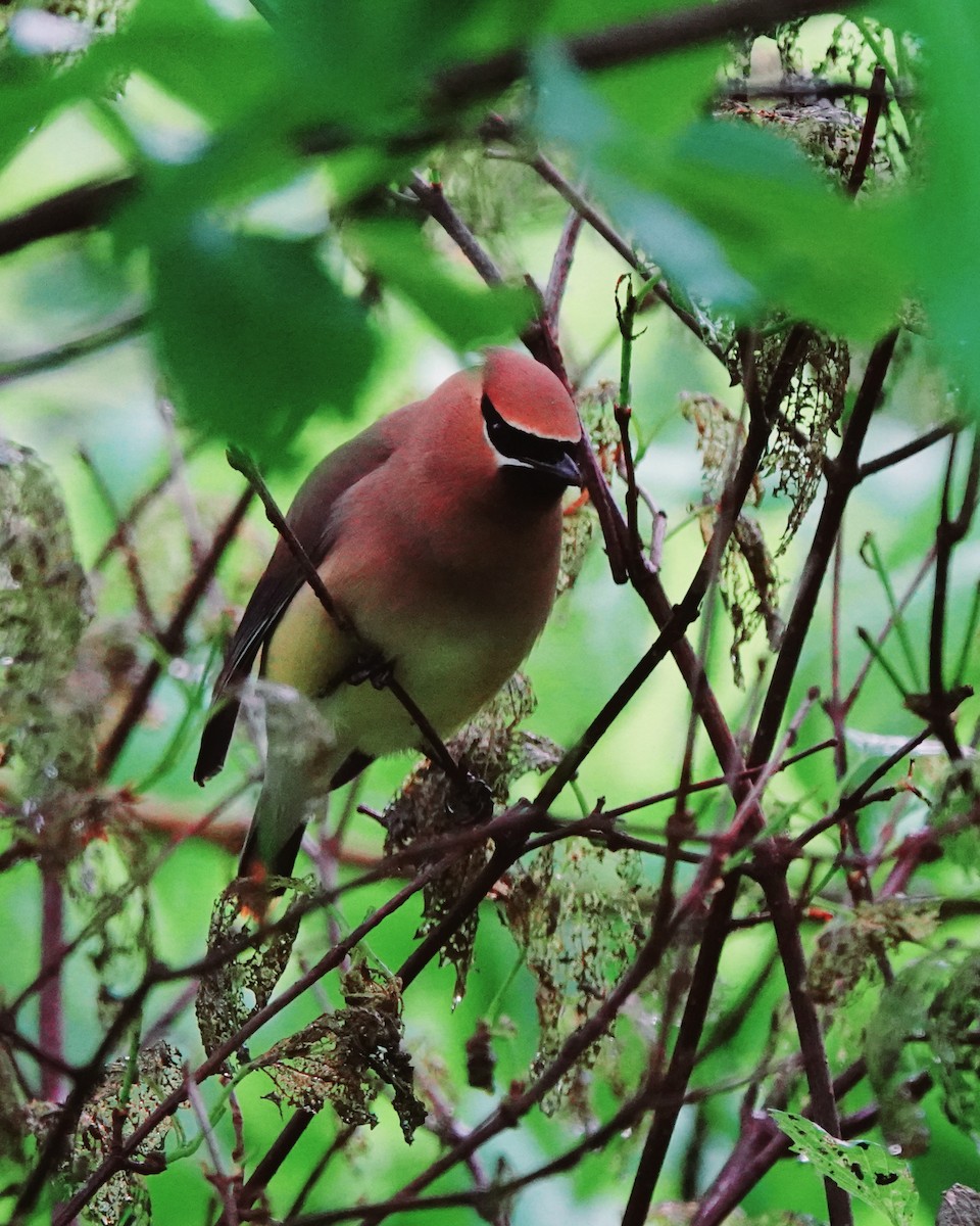 Cedar Waxwing - ML585804131