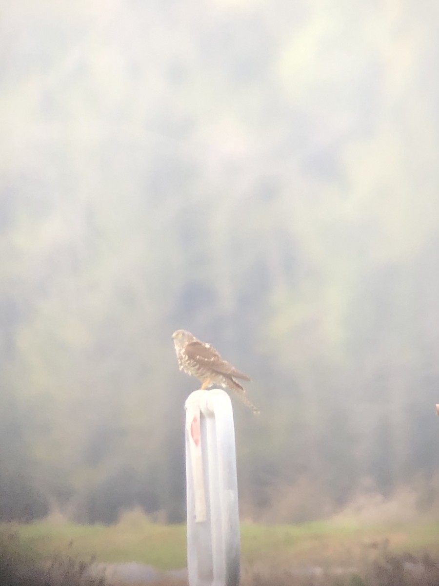 Collared Sparrowhawk - ML585804261