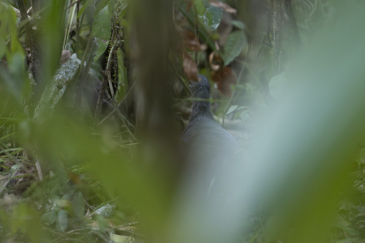 Slaty-breasted Tinamou - Moises Rodriguez