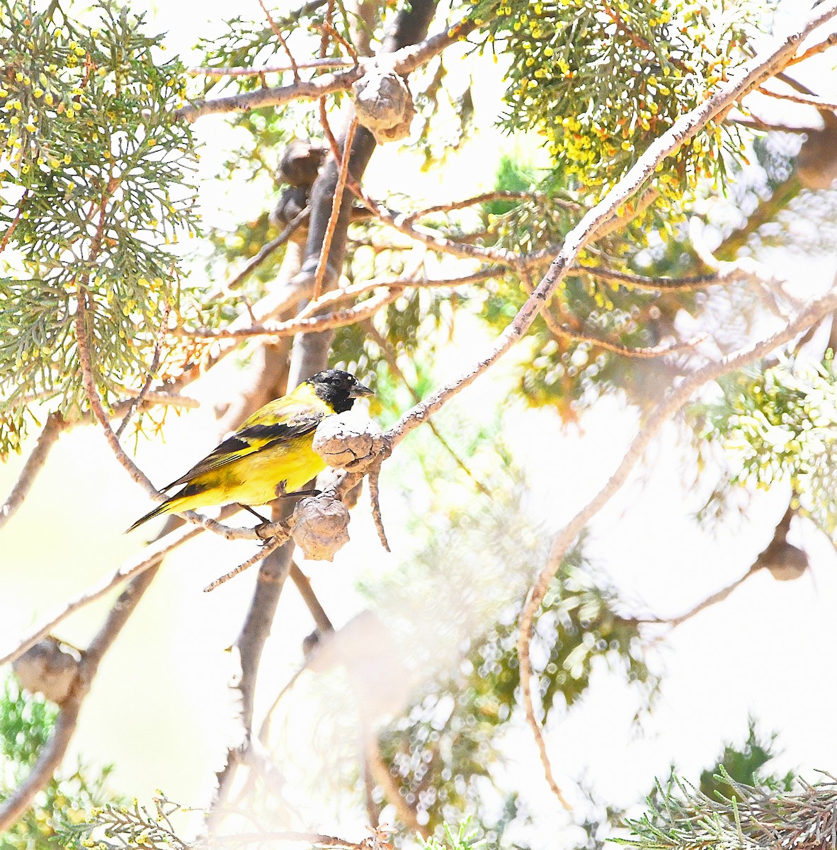 Hooded Siskin - ML585804941