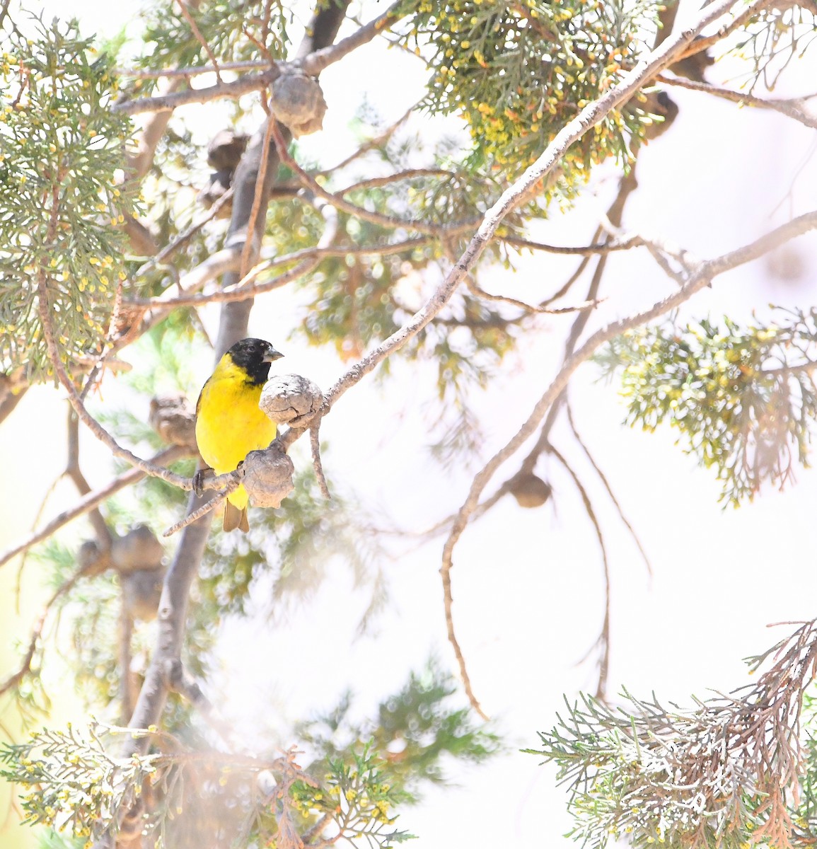 Hooded Siskin - ML585804951