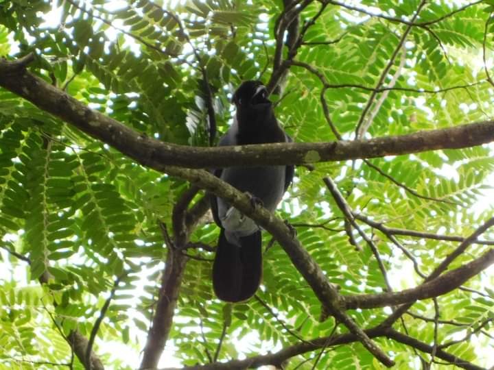 Violaceous Jay - Andrés Guerrero