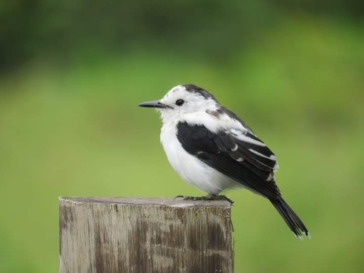 White-headed Marsh Tyrant - ML585805041