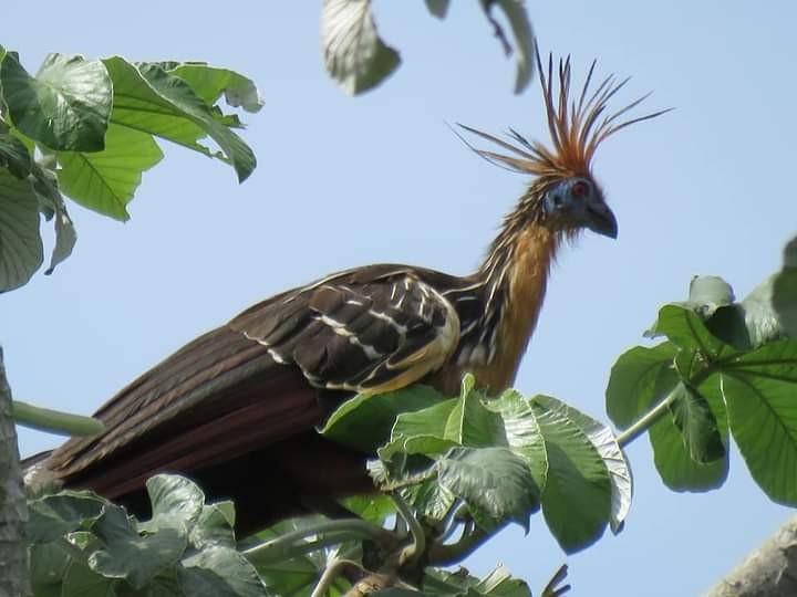 Hoatzin - ML585805221