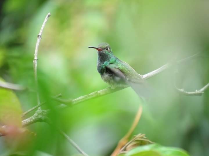 Glittering-throated Emerald - ML585805341