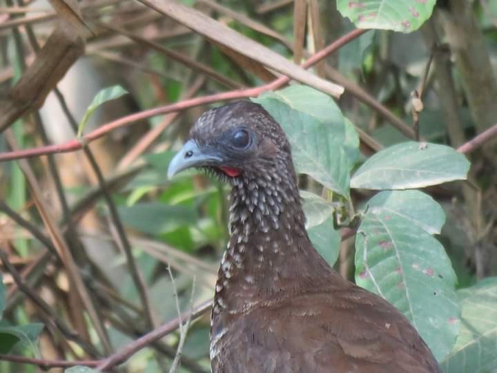 Speckled Chachalaca - ML585805451