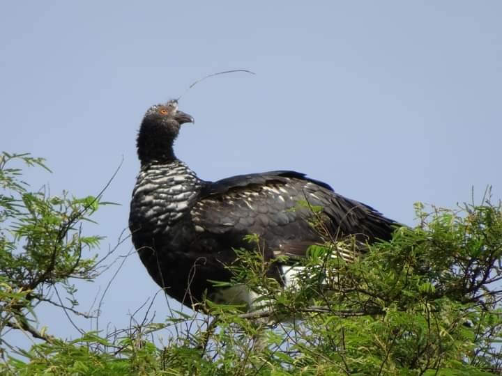 Horned Screamer - ML585805501