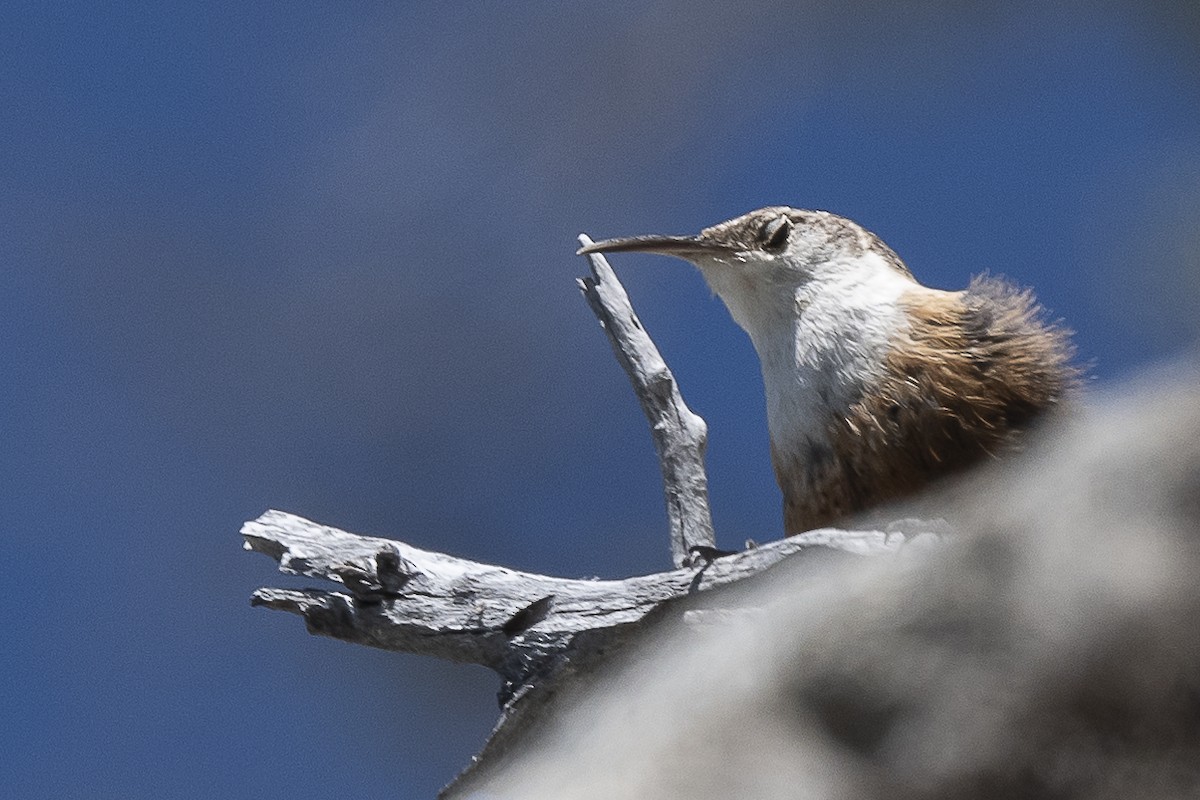 Canyon Wren - ML585805771