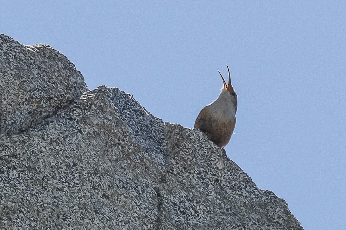 Cucarachero Barranquero - ML585805801