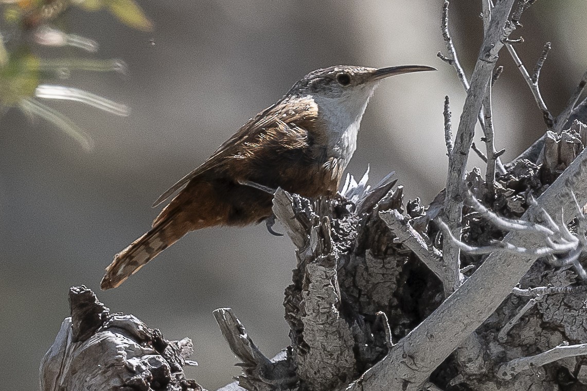 Canyon Wren - James McNamara