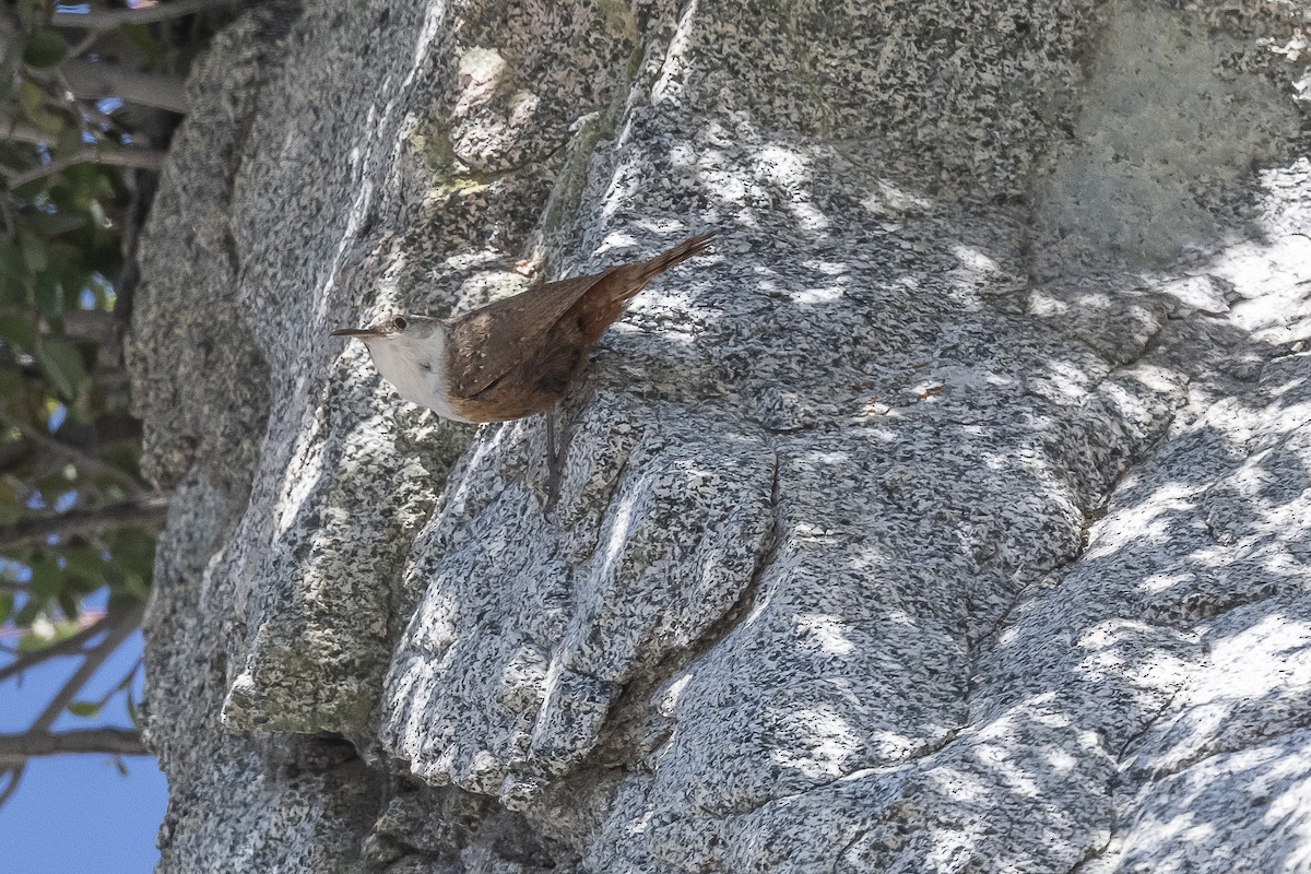 Canyon Wren - ML585805841