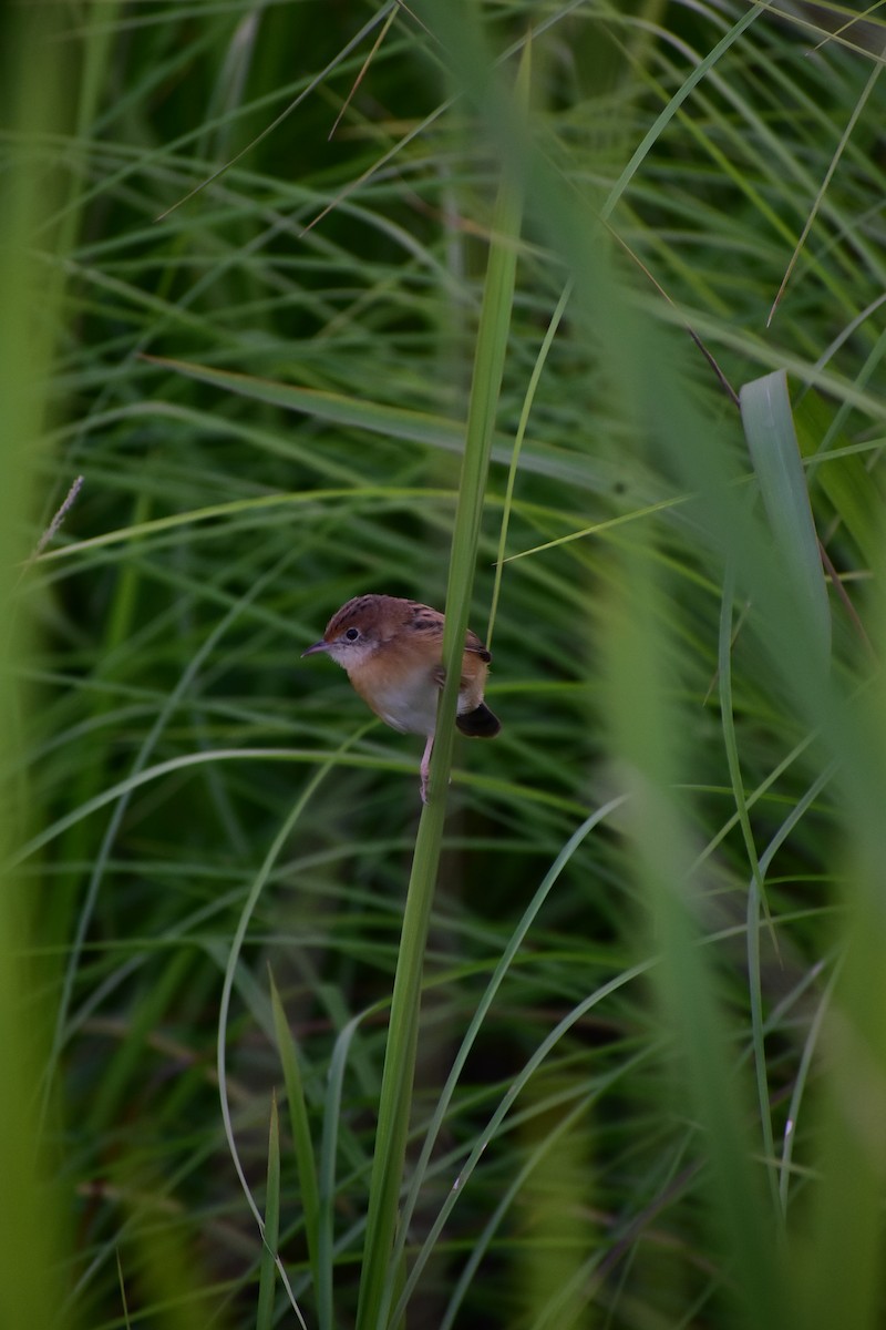 Golden-headed Cisticola - ML585806921