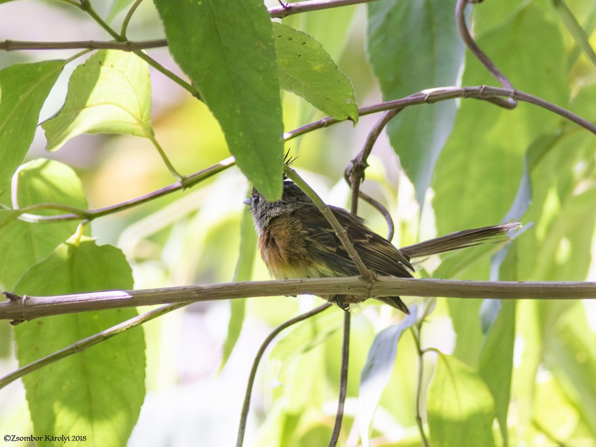 Belted Flycatcher - ML585807671