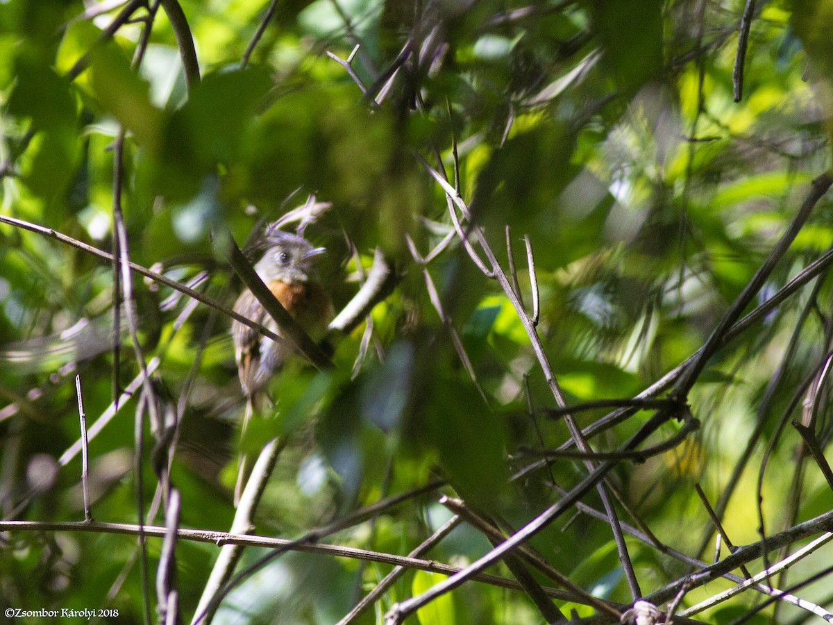 Belted Flycatcher - ML585807681