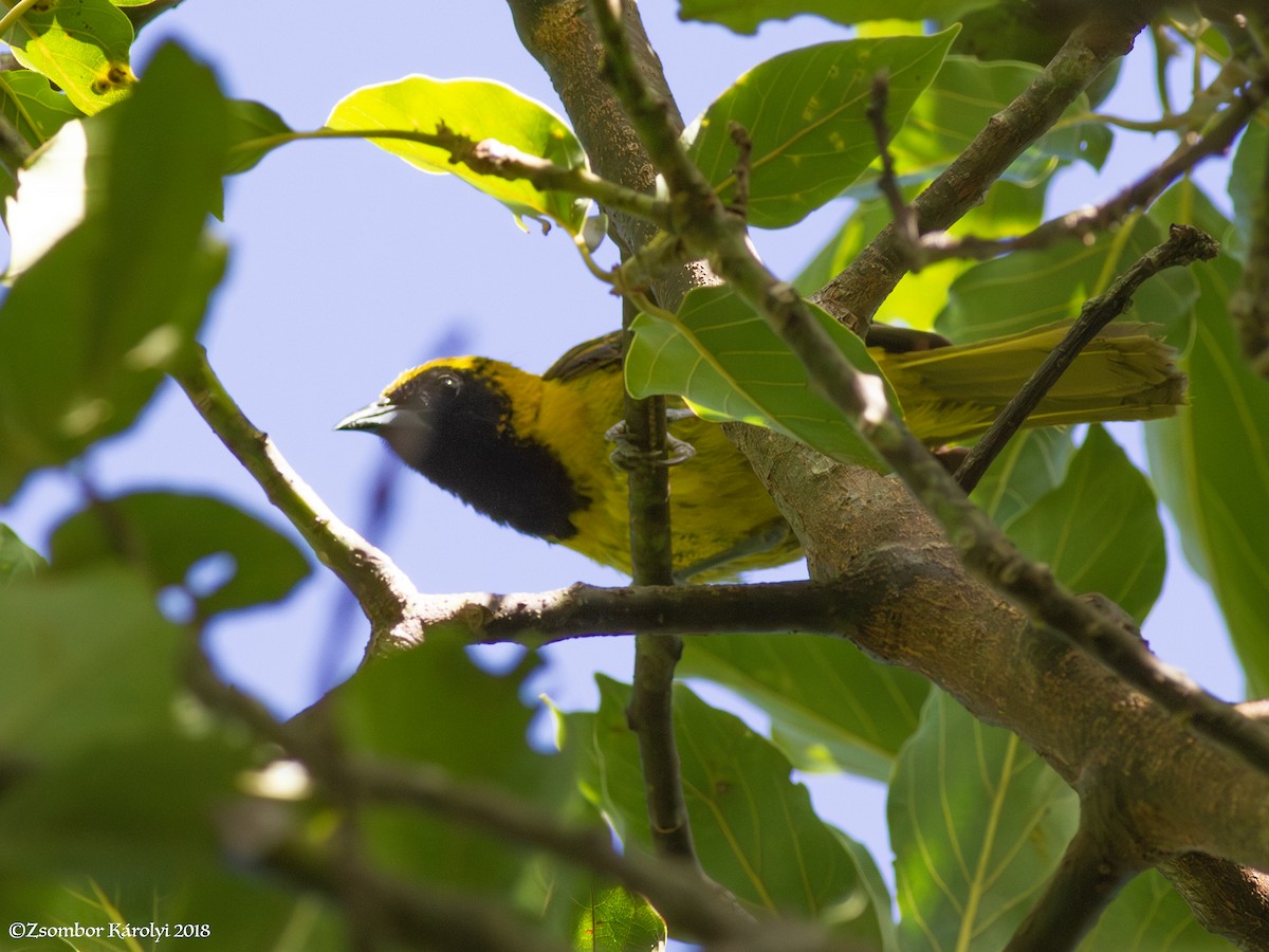 Oriole unifascié - ML585807701