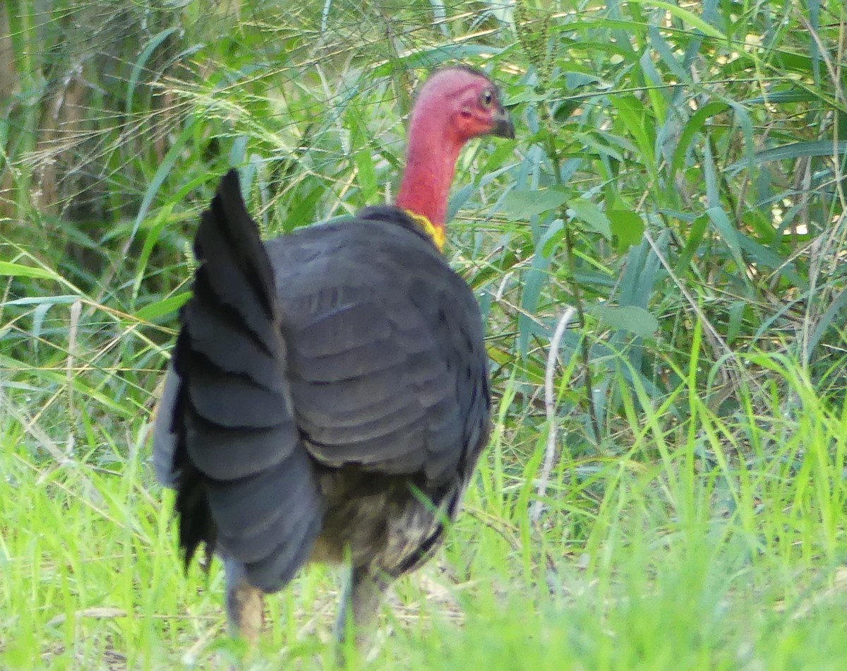 Australian Brushturkey - ML585807861