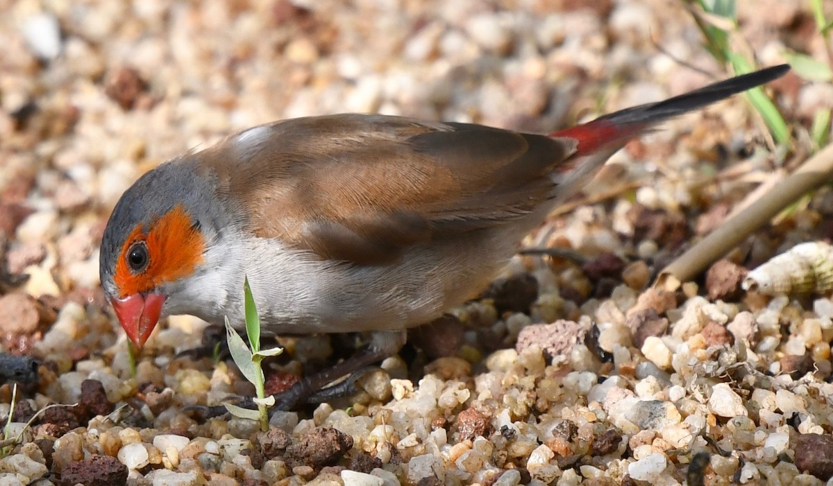 Orange-cheeked Waxbill - marcel finlay