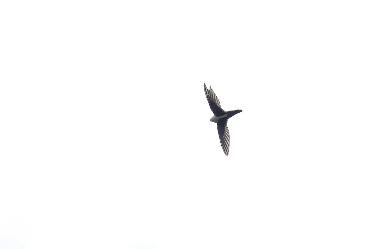 White-throated Swift - ML585811771