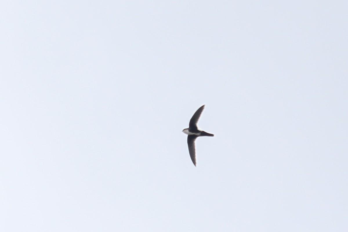 White-throated Swift - ML585811801