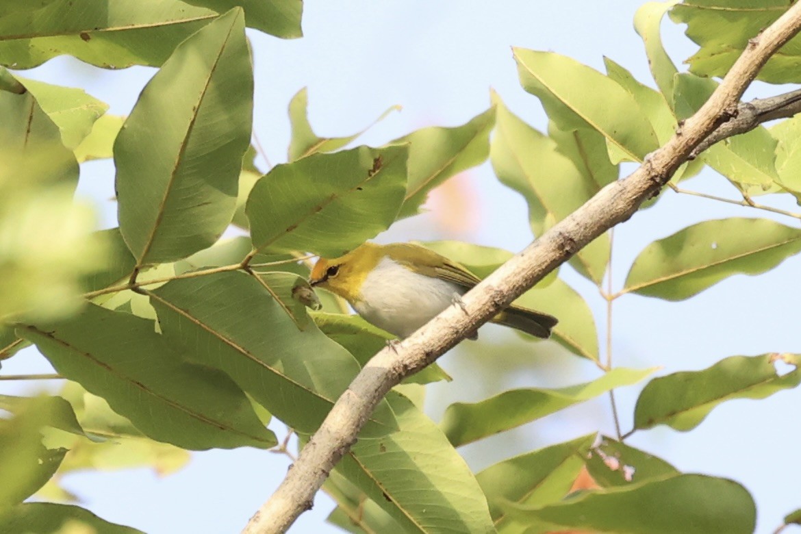 Yellow-spectacled White-eye - ML585811961