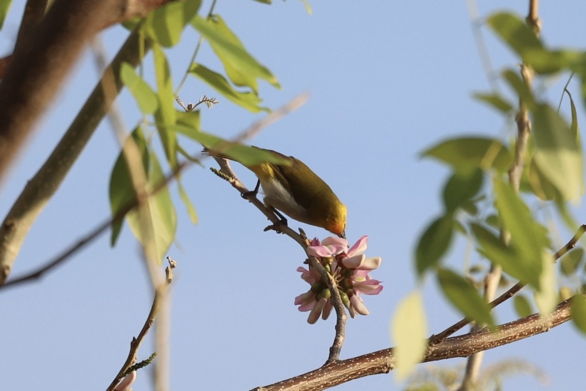 Yellow-spectacled White-eye - ML585812011