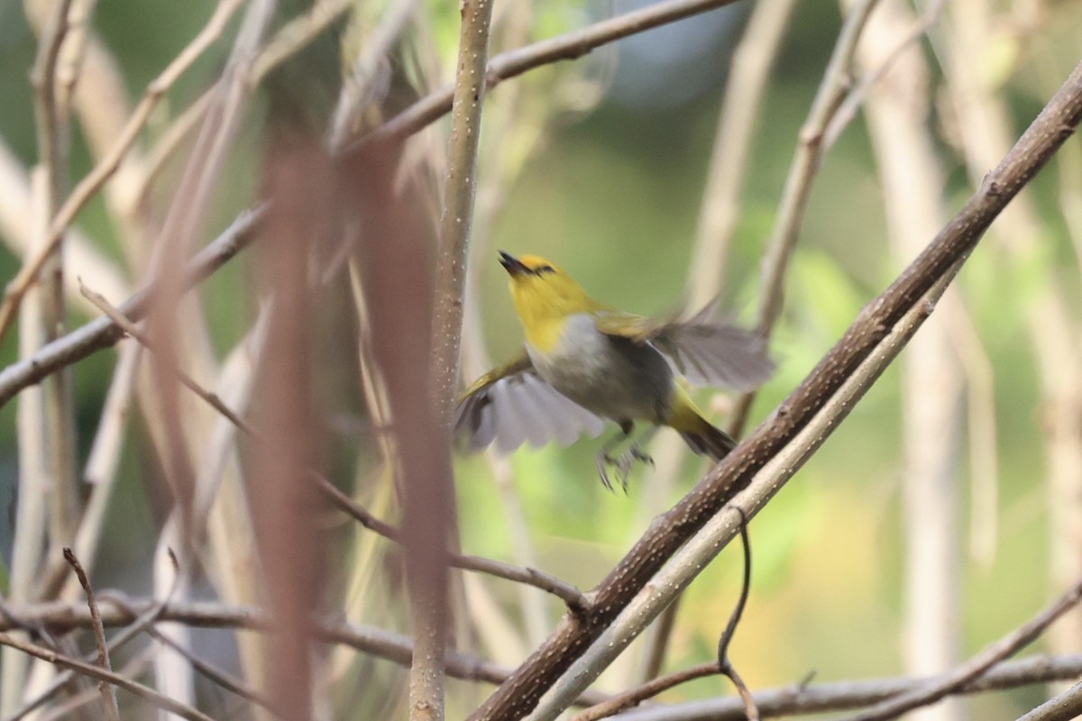 Yellow-spectacled White-eye - ML585812041