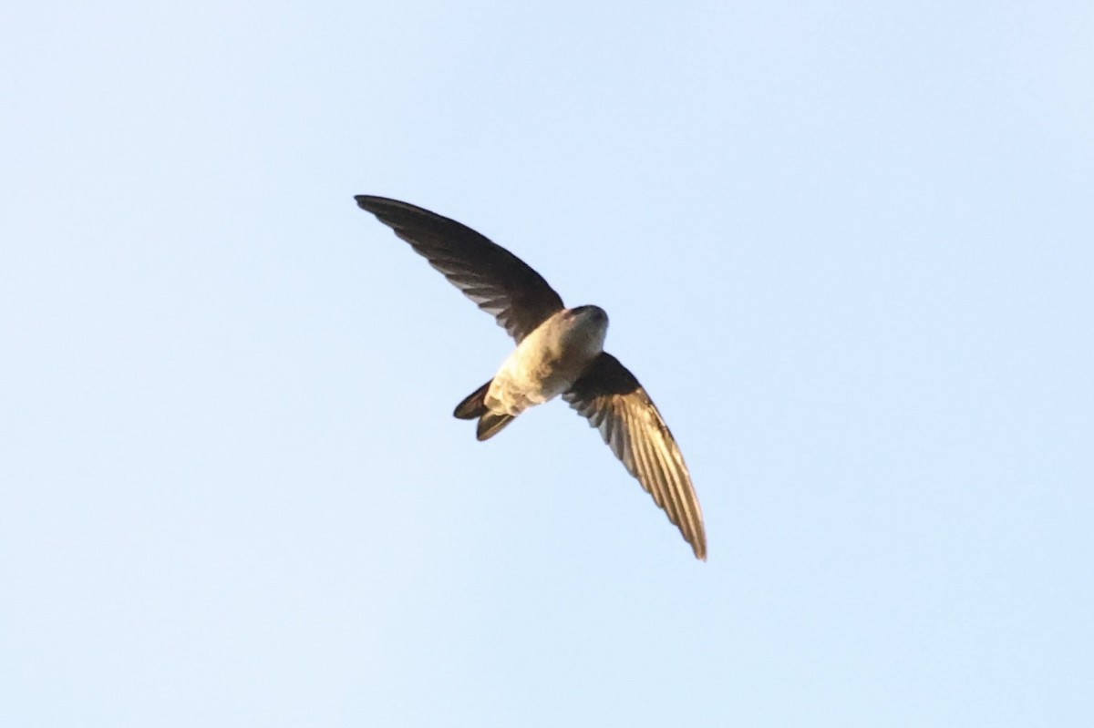 White-nest Swiftlet - Andrew William