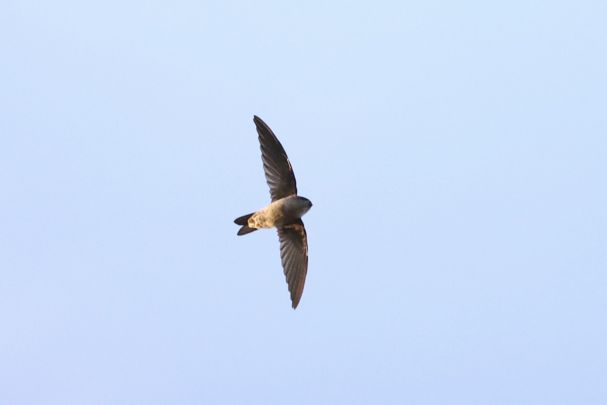 White-nest Swiftlet - Andrew William