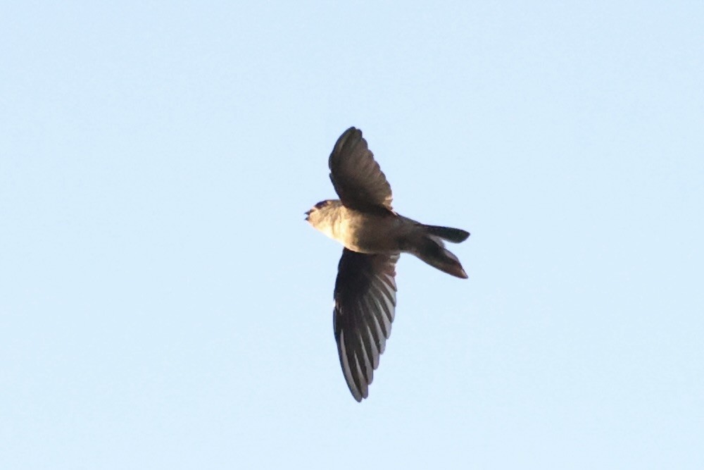 White-nest Swiftlet - Andrew William