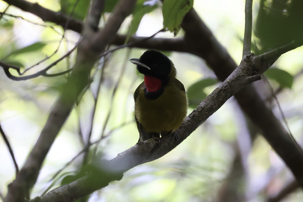 Bare-throated Whistler - ML585812791