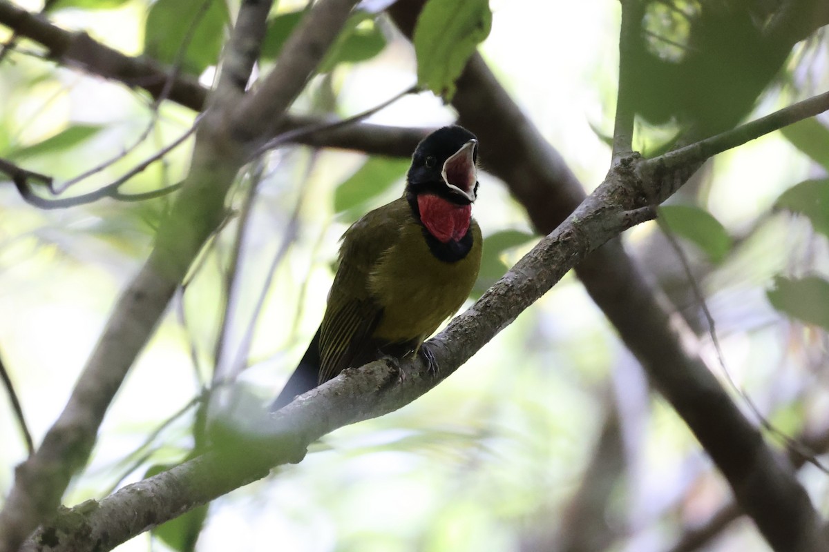 Bare-throated Whistler - ML585812821