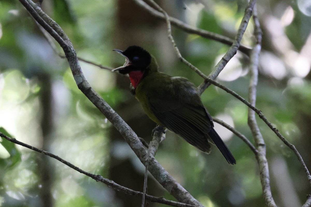 Bare-throated Whistler - Andrew William