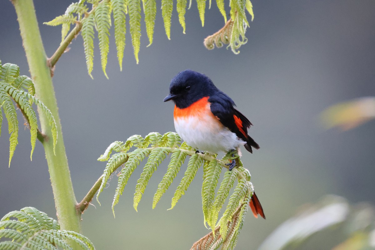 Flores Minivet - ML585813021