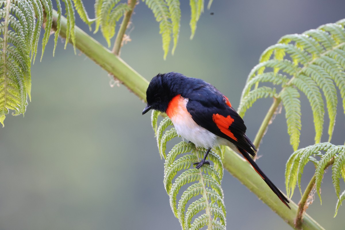 Flores Minivet - Andrew William